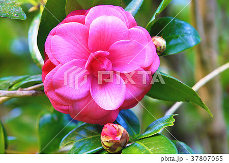 お茶の花 ツバキの花 椿の葉 37807065