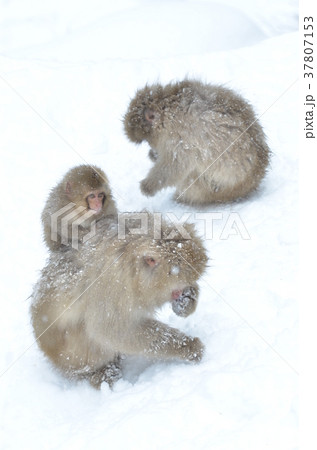 冬の日本猿親子 37807153