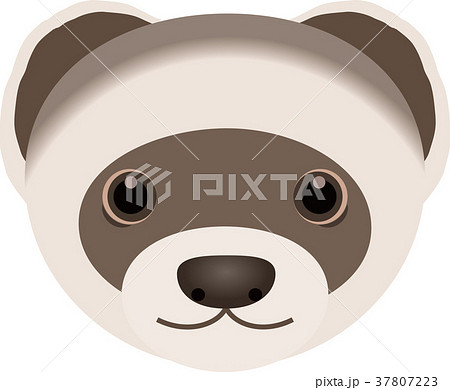 フェレットのイラスト素材