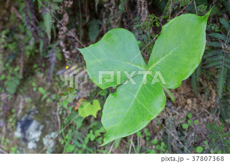 ムサシアブミ ムサシアブミ 37807368