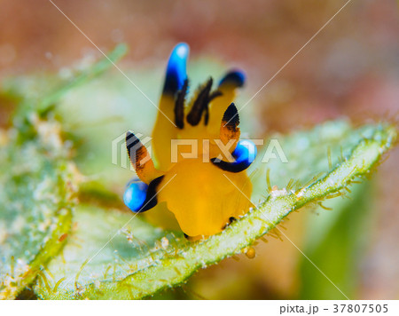 ウデフリツノザヤウミウシ 37807505