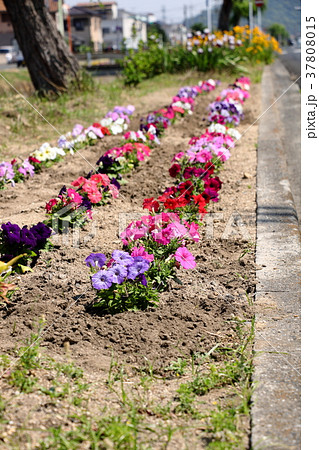 道路わきの花壇 37808015