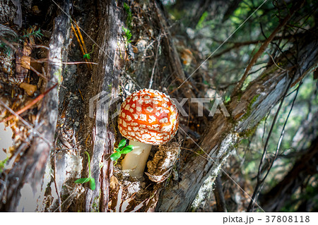 Amanita muscaria. fly agaric toadstool Amanita muscaria. fly agaric toadstool 37808118