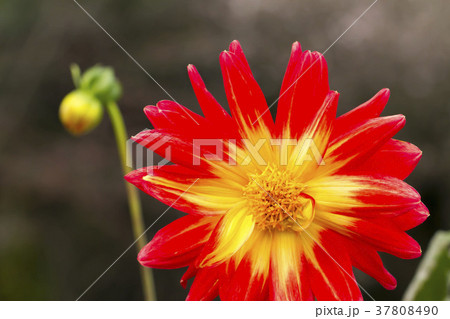 ダリア 37808490