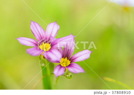 ニワゼキショウ 37808910