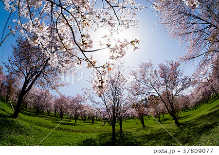 満開のサクラと春の太陽 満開のサクラと春の太陽 37809077
