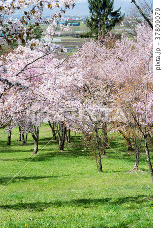 公園の満開のサクラ 37809079