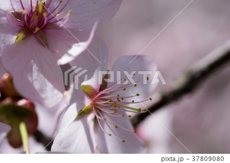 満開のサクラの花 満開のサクラの花 37809080