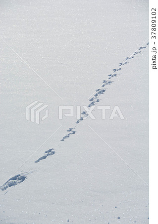 雪の上の足跡の写真素材