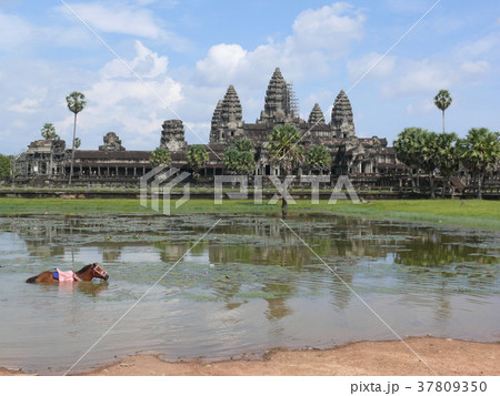 アンコールワット遺跡と馬 37809350