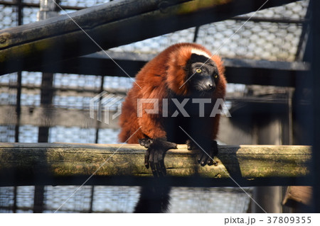 アカエリマキキツネザル 37809355