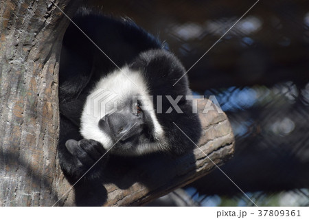 アビシニアコロブス アビシニアコロブス 37809361