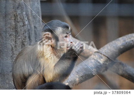 フサオマキザル 37809364