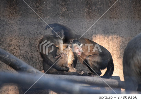 フサオマキザル フサオマキザル 37809366