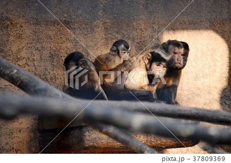 フサオマキザル 37809369