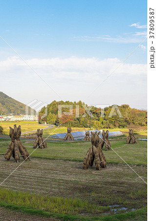 晩秋の農村風景 晩秋の農村風景 37809587