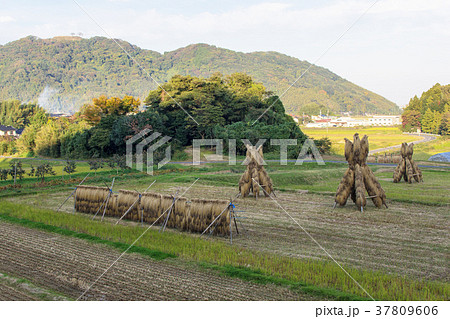 晩秋の農村風景 晩秋の農村風景 37809606