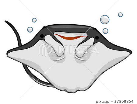 Manta Ray Illustrationのイラスト素材