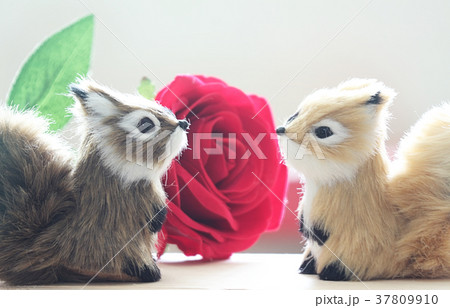 Two squirrels and red rose 37809910