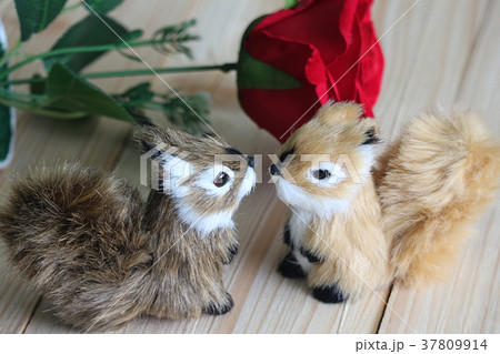 Two squirrels and red rose 37809914