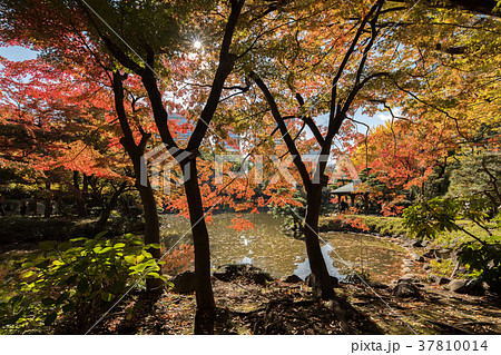 日比谷公園 日比谷公園 37810014