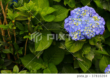 紫陽花 アジサイ あじさい 37810264