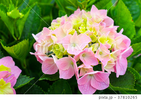 花 フラワー お花 37810265