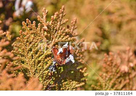 コノテガシワの割れた球果 37811164