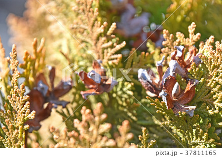 コノテガシワの割れた球果 37811165