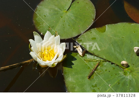 white Lily on the water, a Lily blooming 37811328