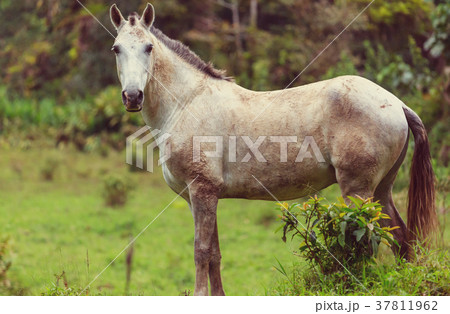 Horse 37811962