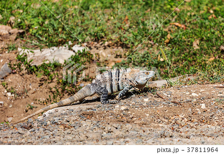 Iguana 37811964