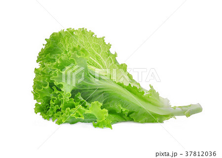 fresh green oak lettuce salad leaves isolated  37812036