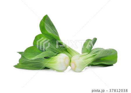 fresh green bok choy (chinese cabbage) isolated fresh green bok choy (chinese cabbage) isolated 37812038