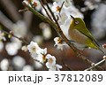 【鳥】メジロと梅（１９） 37812089