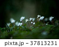 バイカオウレン 37813231