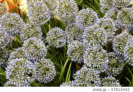 Artificial Giant Onion Flower or Allium Giganteum 37813442