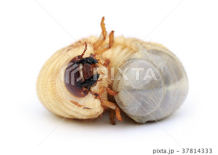 Image of grub worms, Coconut rhinoceros beetle. 37814333
