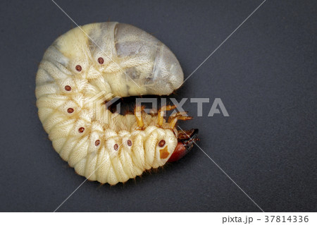Image of grub worms, Coconut rhinoceros beetle. 37814336