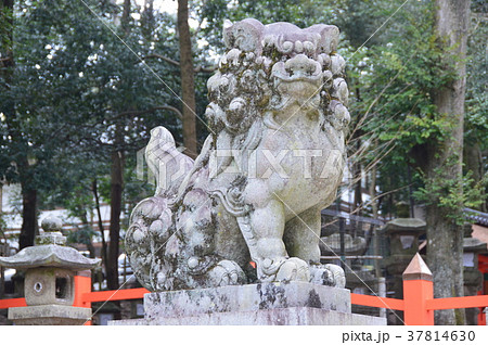 狛犬の石像(吽形像)（春日大社／奈良県奈良市春日野町） 37814630