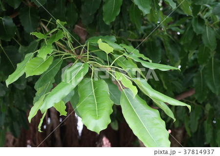 ガジュマルの葉 37814937