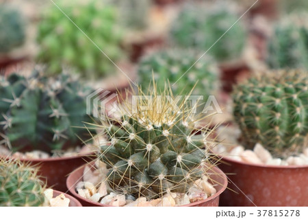 Beautiful cactus in tropical Beautiful cactus in tropical 37815278