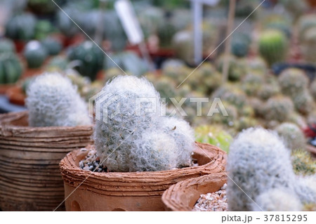 Beautiful cactus in tropical Beautiful cactus in tropical 37815295
