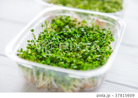 Fresh organic sprout micro greens in plastic box  37815609