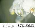 胡蝶蘭 37815683