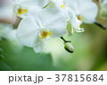 胡蝶蘭 37815684