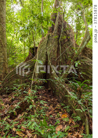 Buttress tree roots in rainforest 37815878