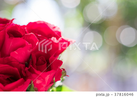 Rose with bokeh background. Valentines Day concept Rose with bokeh background. Valentines Day concept 37816046