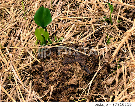 planting green trees.In arid areas planting green trees.In arid areas 37816219