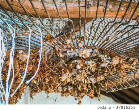 Pigeon, rola, dove diamond trapped in cage Pigeon, rola, dove diamond trapped in cage 37816255